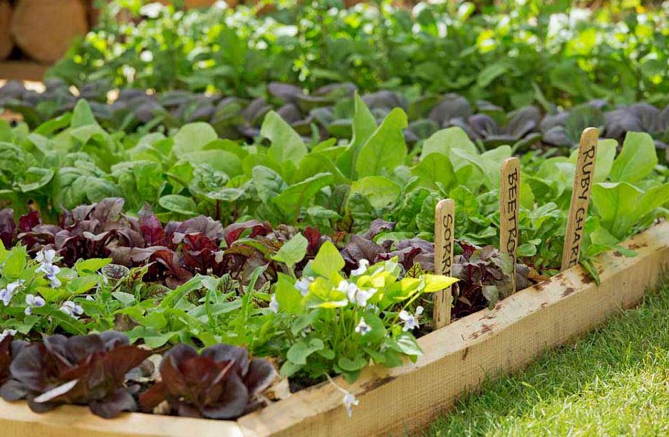 planting-a-feast-thornton-heath-nursery-school